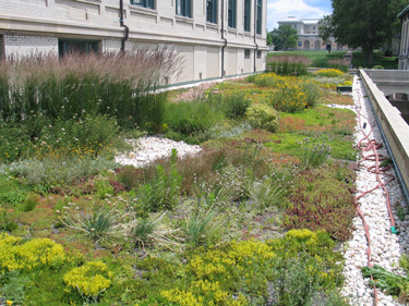 green living roof