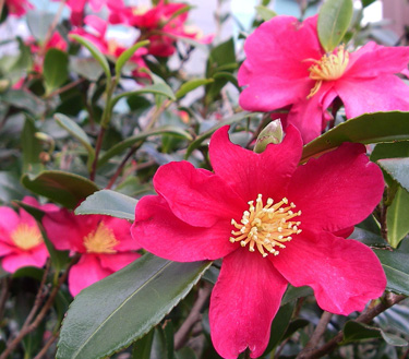 camellia