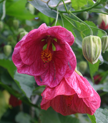 abutilon