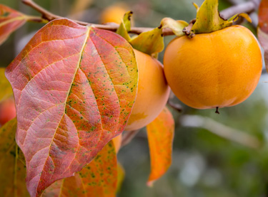 persimmon