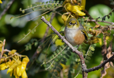 silvereye