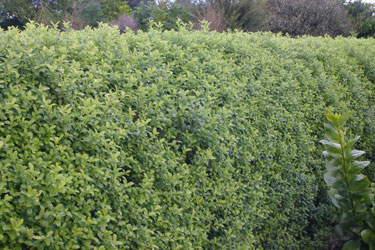 hedge pittosporum
