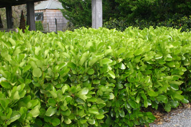 hedge griselinea