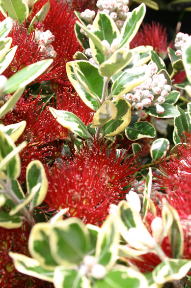 hedge pohutukawa