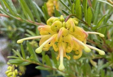 grevillea