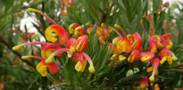 grevillea