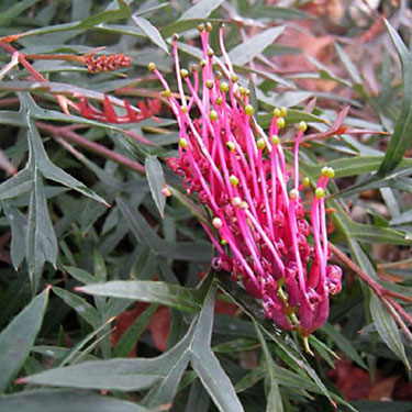 grevillea