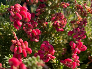 grevillea