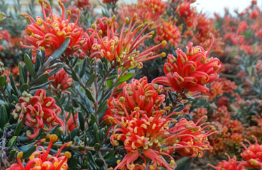 grevillea