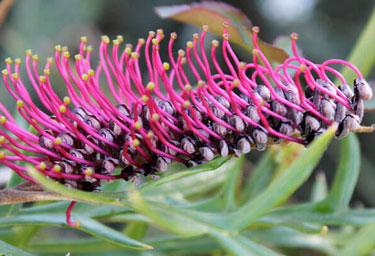 grevillea