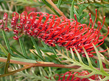 grevillea