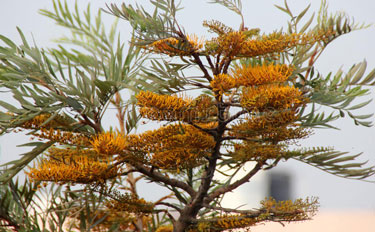 grevillea