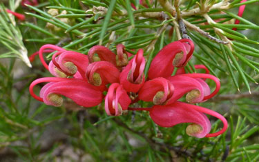 grevillea