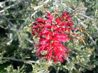 grevillea