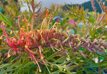 grevillea