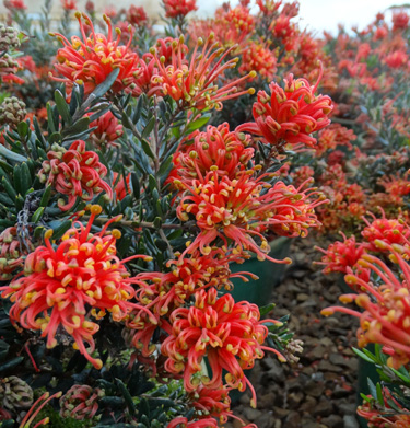 grevillea