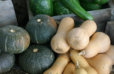 Pumpkins and squash