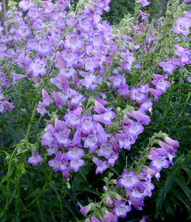 penstemon