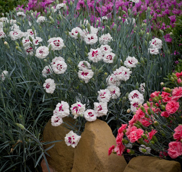 dianthus