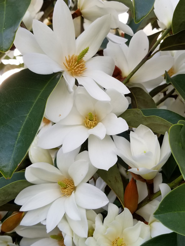 magnolia