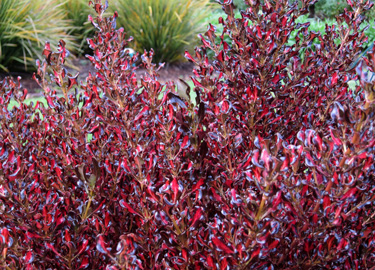 coprosma hedge