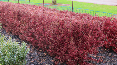 coprosma hedge