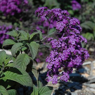 Heliotropium arborescens - common heliotrope - cherry pie