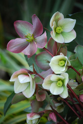 Hellebore Winter Sunshine