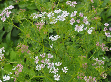 herbs coriander