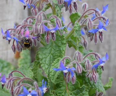 herbs borage