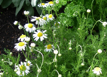 herbs chamomile