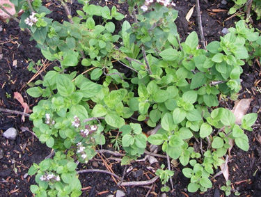 herbs oregano