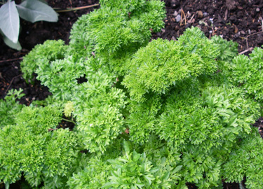 herbs parsley