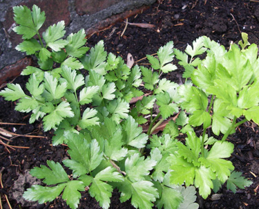 herbs parsley