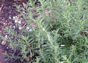 herbs savory