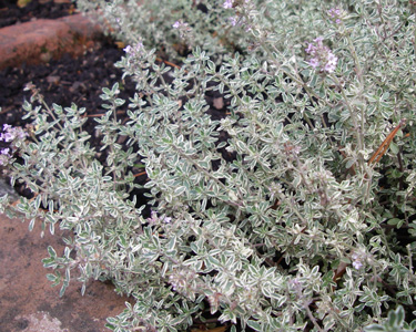 herbs thyme