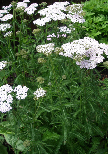 herbs yarrow