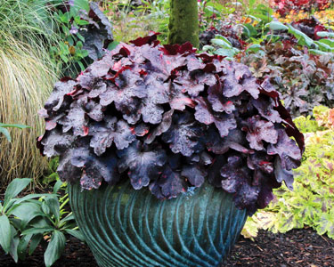 heuchera