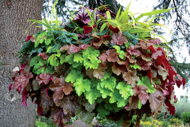 heucheras