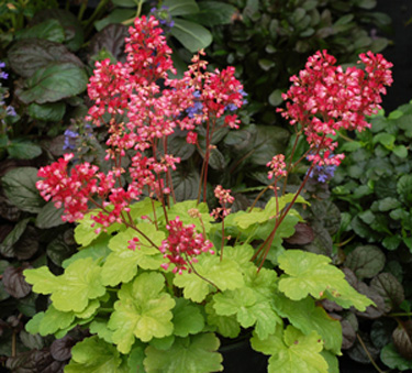 heuchera