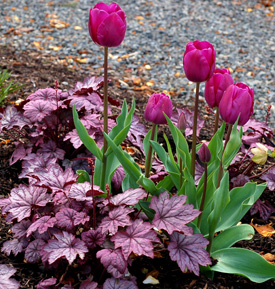 Tulips with Heuchera 'Sugar Plum'