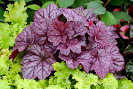 Purple and lime green Heuchera varieties