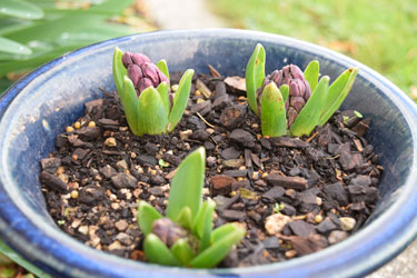 hyacinths