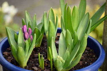 hyacinths