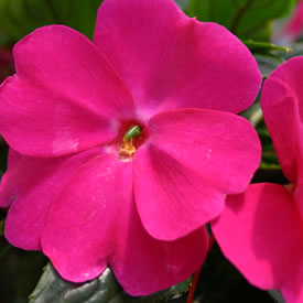 New Guinea Impatiens