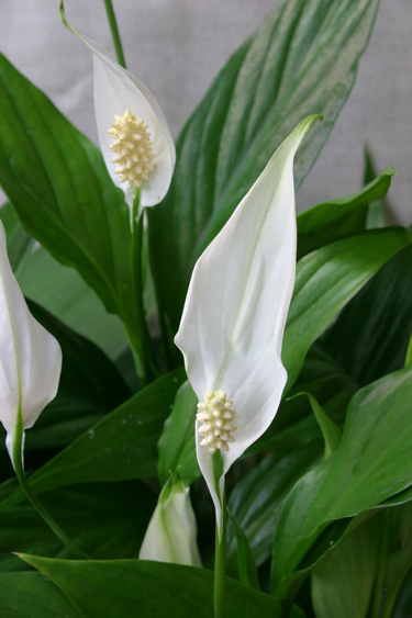 spathiphyllum