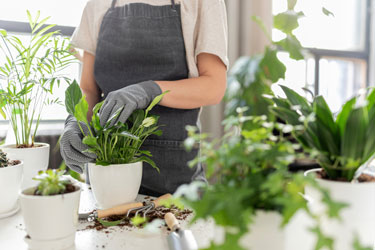 indoor plants