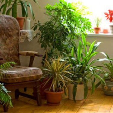 Indoor styling with plants 