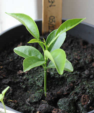 lemon seedling