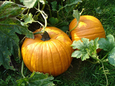 pumpkins